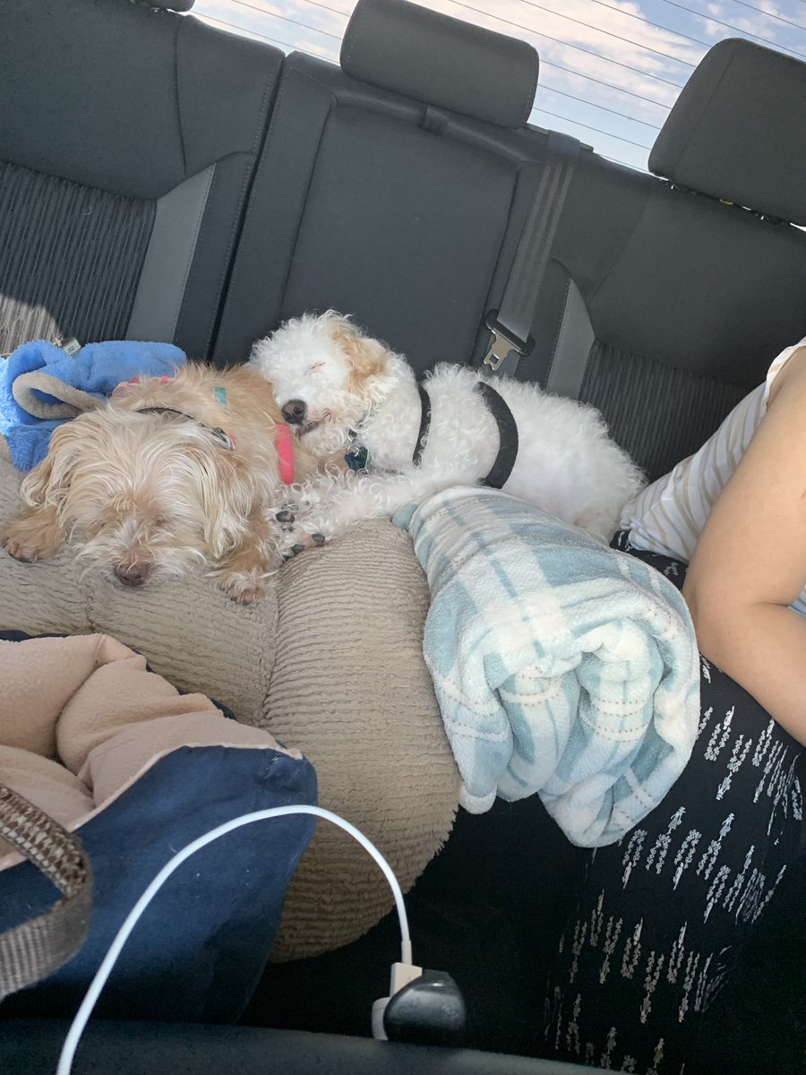 lsa_vagon's tweet photo. They hate road trips😂🐶 https://t.co/ybAqX5ANI1