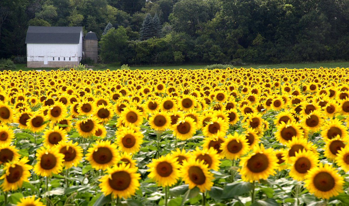 #Sunflowers. 
