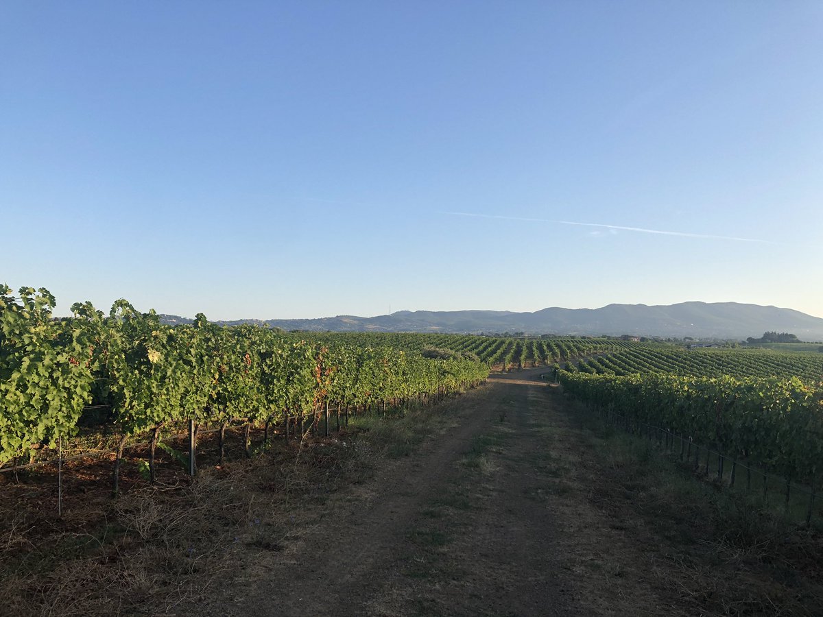 kathboerner's tweet photo. Wish everyone a #good #start in the #week!! #ominaromana #velletri #wineyard #impression https://t.co/xCd63KbSMT