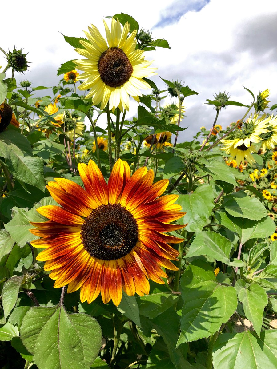 Harvest Select Wines tweet media