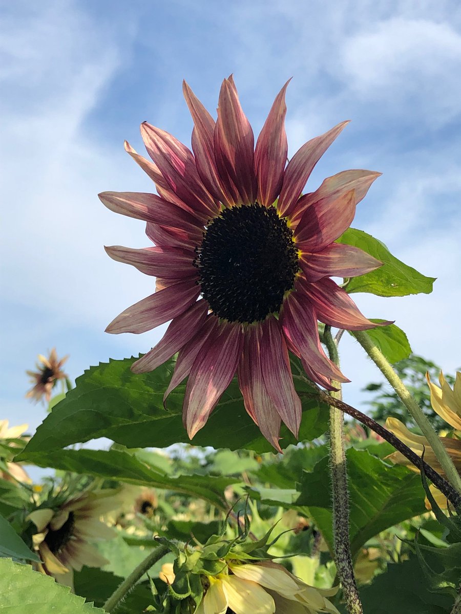 Harvest Select Wines tweet media