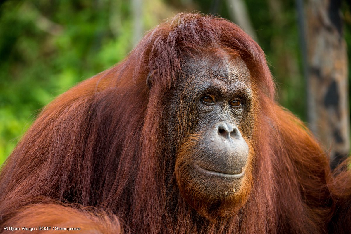 WataliiSafaris's tweet image. We join the world in celebrating #InternationalOrangutanDay. The rainforests they call home are being destroyed to make way for palm oil plantations, putting the orangutan population under threat.  
Click for how to support orangutan conservation: redapes.org