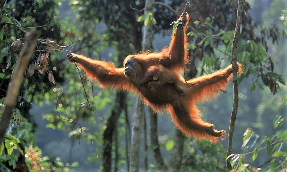 WataliiSafaris's tweet image. We join the world in celebrating #InternationalOrangutanDay. The rainforests they call home are being destroyed to make way for palm oil plantations, putting the orangutan population under threat.  
Click for how to support orangutan conservation: redapes.org