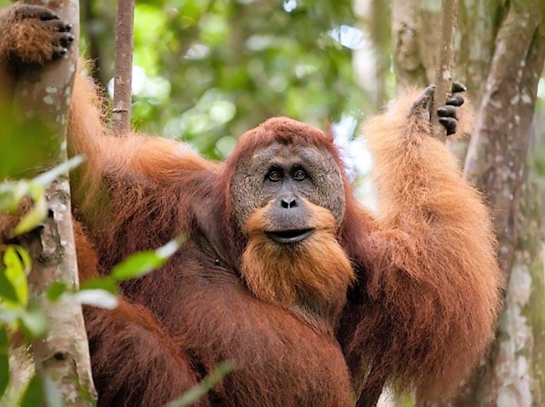 WataliiSafaris's tweet image. We join the world in celebrating #InternationalOrangutanDay. The rainforests they call home are being destroyed to make way for palm oil plantations, putting the orangutan population under threat.  
Click for how to support orangutan conservation: redapes.org