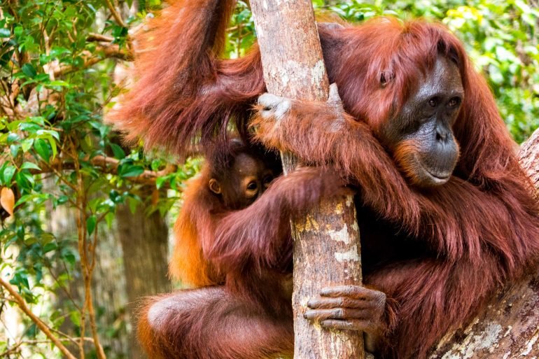 WataliiSafaris's tweet image. We join the world in celebrating #InternationalOrangutanDay. The rainforests they call home are being destroyed to make way for palm oil plantations, putting the orangutan population under threat.  
Click for how to support orangutan conservation: redapes.org