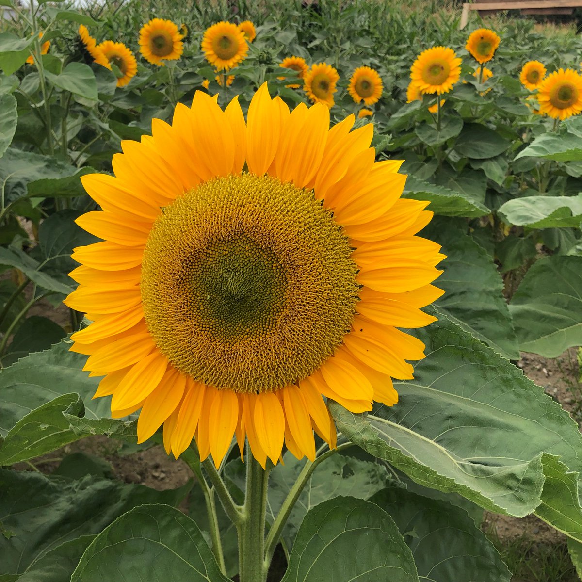 Harvest Select Wines tweet media