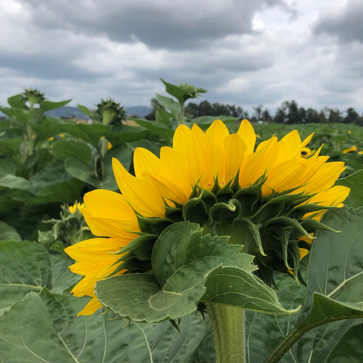 Harvest Select Wines tweet media