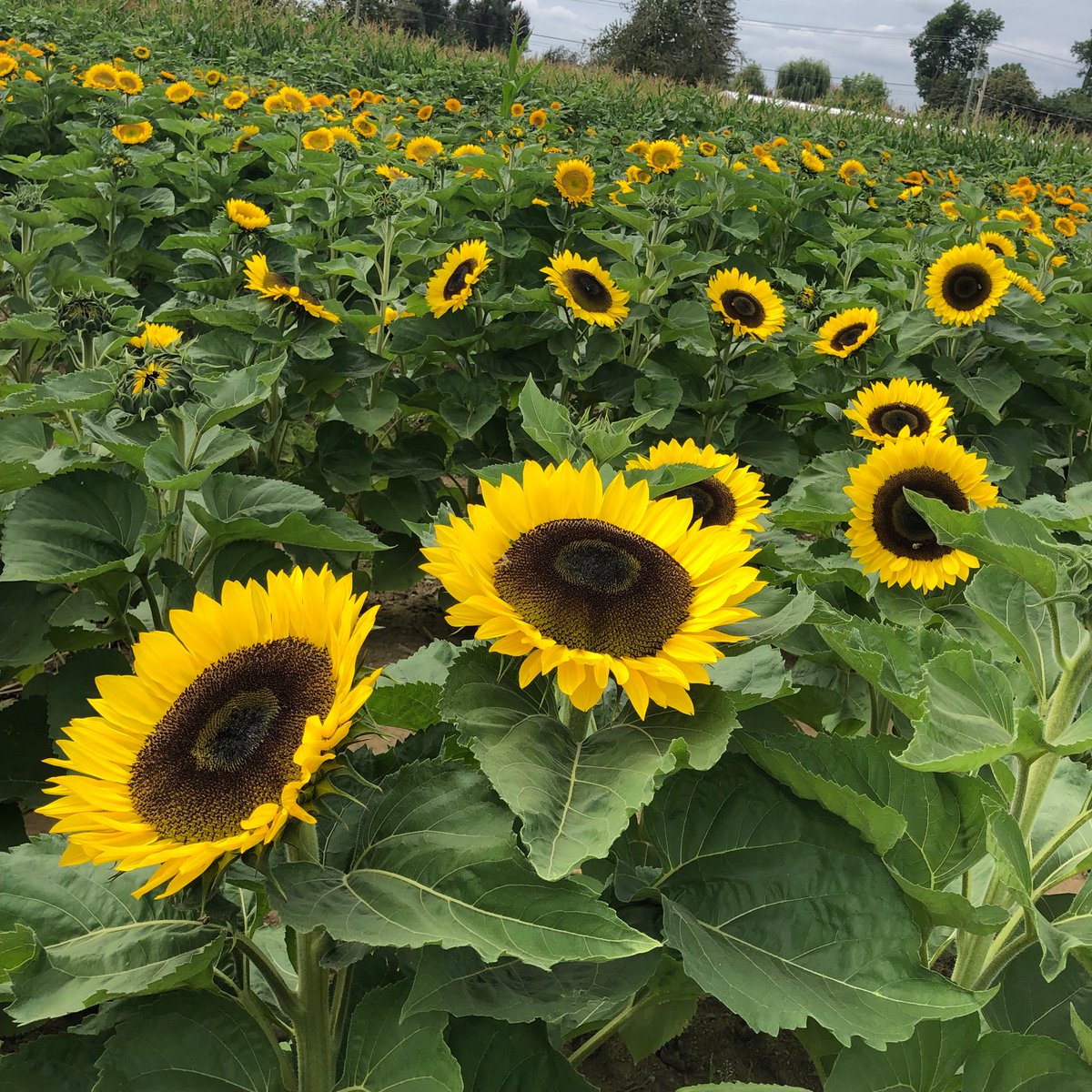 Harvest Select Wines tweet media