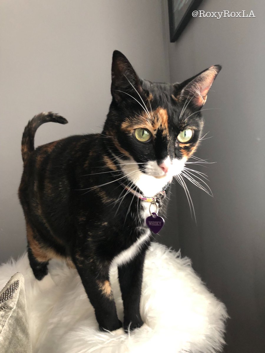 RoxyRoxLA's tweet photo. #PhotoChallenge Day 3 of 7.
No humans, no explanation.
I nominate @JaxAcrocat to post and nominate one a day for a week 💜XOX #WhiskyGoGo #Sunday https://t.co/iUyWL7YeRO