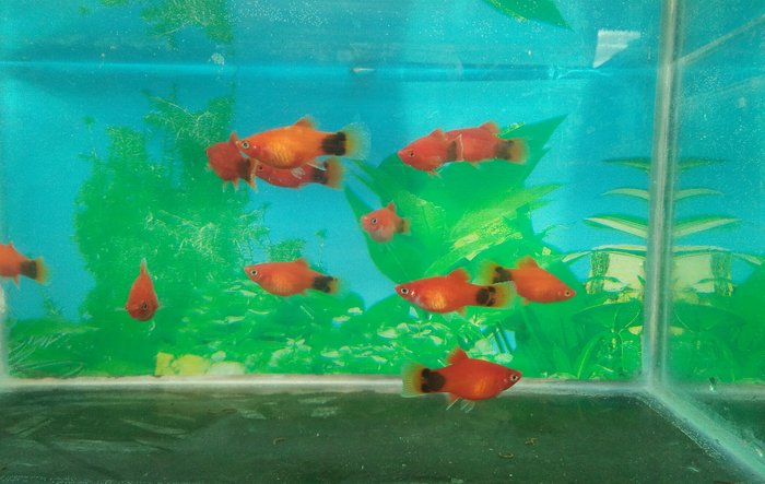 Riset Depok On Twitter Mengenal Ikan Mickey Mouse Bagi Para