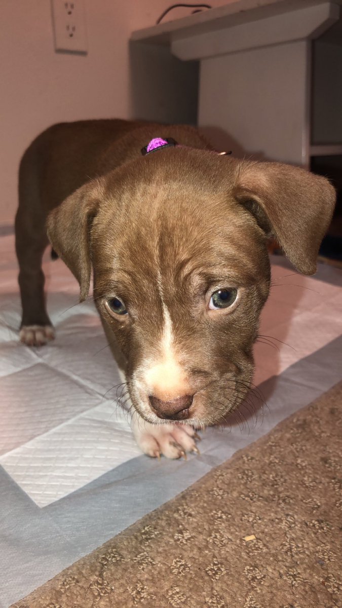 chrisjbutler540's tweet photo. Meet Kali🖤🐾 https://t.co/YMjJ48tNR1