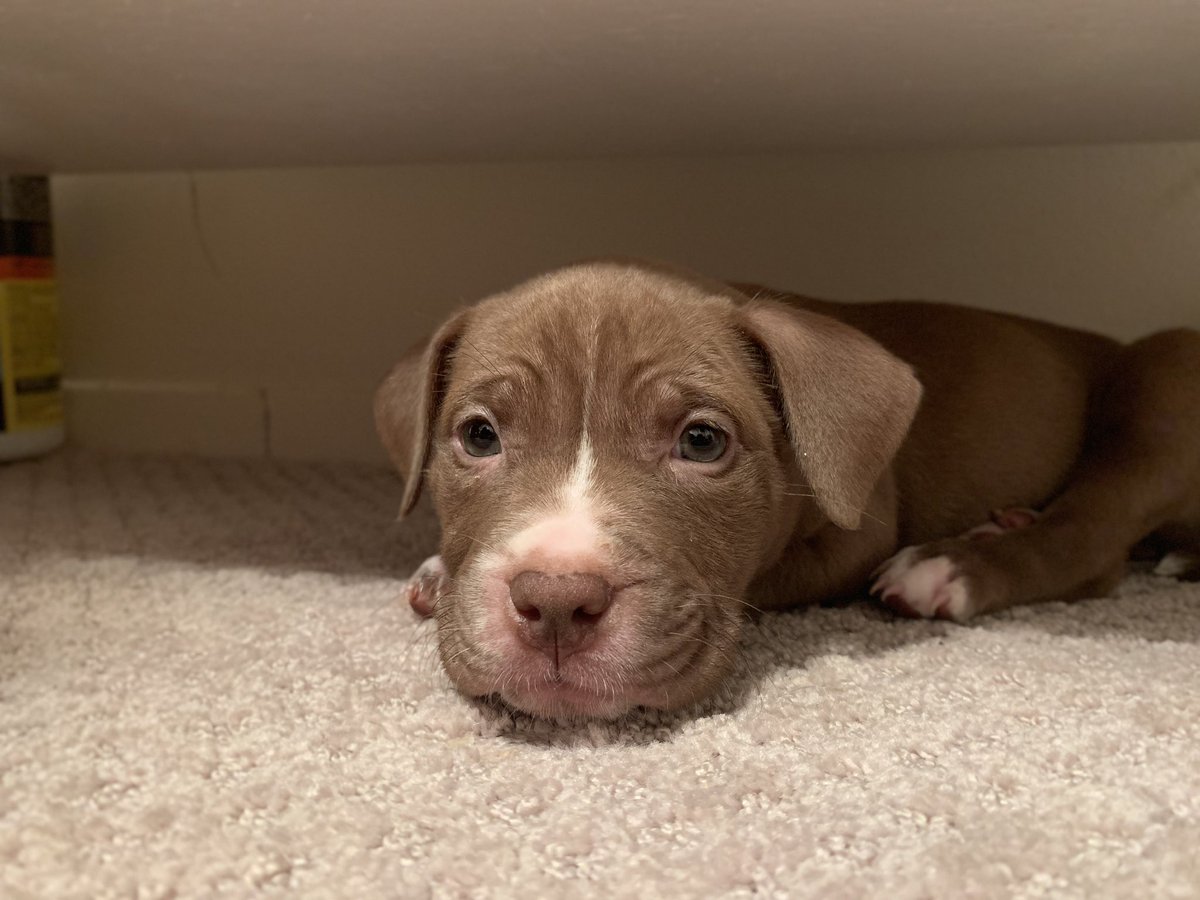 chrisjbutler540's tweet photo. Meet Kali🖤🐾 https://t.co/YMjJ48tNR1