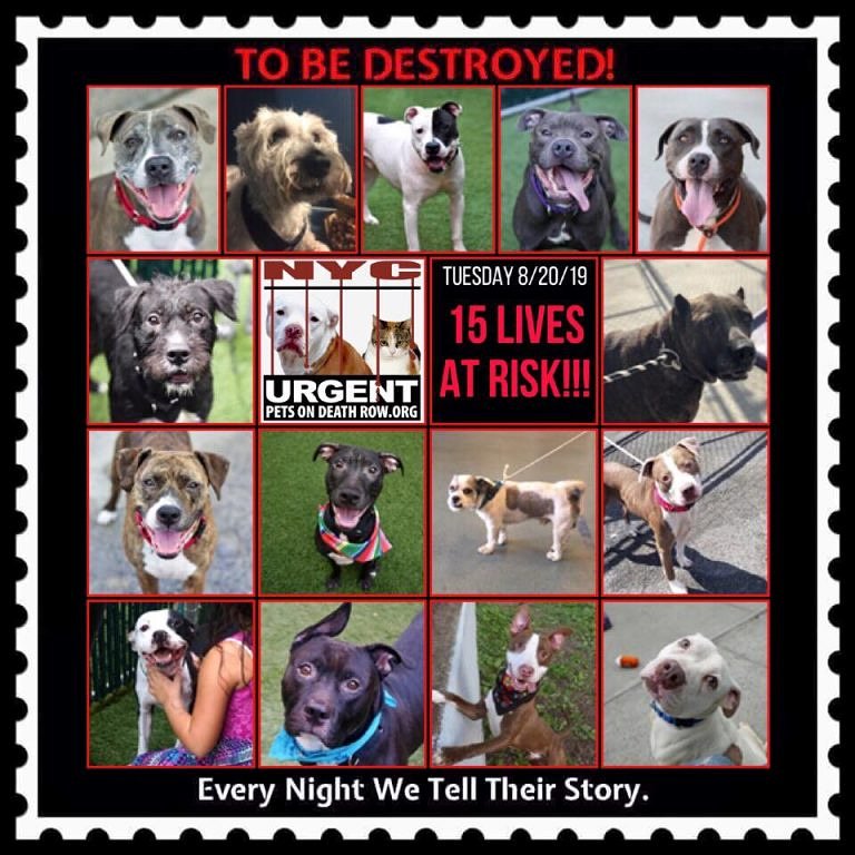 ctmidnightcat's tweet photo. Go here to see all info &amp; make any reservation(s): https://t.co/fJ3fu4T6L9

💔They only have until 12 PM Tuesday!
🚨TO BE DESTROYED 08/20/19
#urgentdogsofnyc #urgentpodr #tbdlist #deathrowdogs #NYC #nycdogs #BeAHero #savealife #adoptdontshop #savethemall #dogsoftwitter https://t.co/KXMcVgunl3