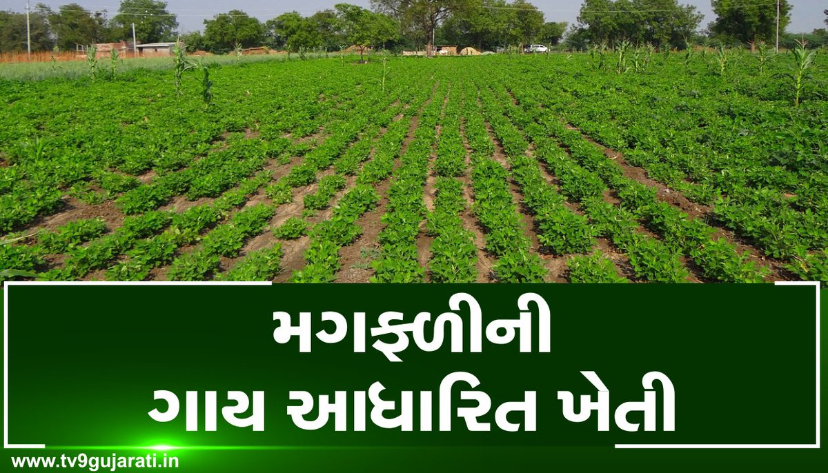 tv9gujarati's tweet photo. મગફળીની ગાય આધારિત ખેતી, જુઓ VIDEO
Read: https://t.co/AVlR7ix26Y
#TV9News #Dhartiputra #GroundnutFarming #OrganicFarming #OrganicMethod #CowDung #Kisan #Farmer https://t.co/fNQ5VDnAnf