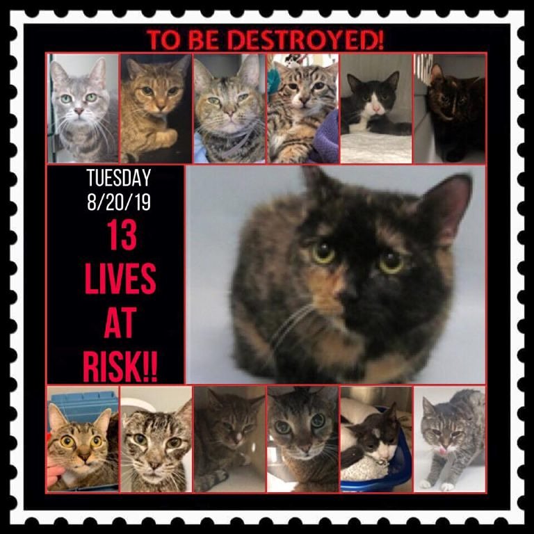 ctmidnightcat's tweet photo. Go to this site to see all available information and make any reservation(s): https://t.co/fJ3fu4T6L9

💔They only have until 12 PM Tuesday!
🚨TO BE DESTROYED 08/20/19

#urgentpodr #tbdlist #NYC #catsofnyc #savealife #BeAHero #savethemall #adoptdontshop #adoptapet #CatsOfTwitter https://t.co/ih4jsNKeUu