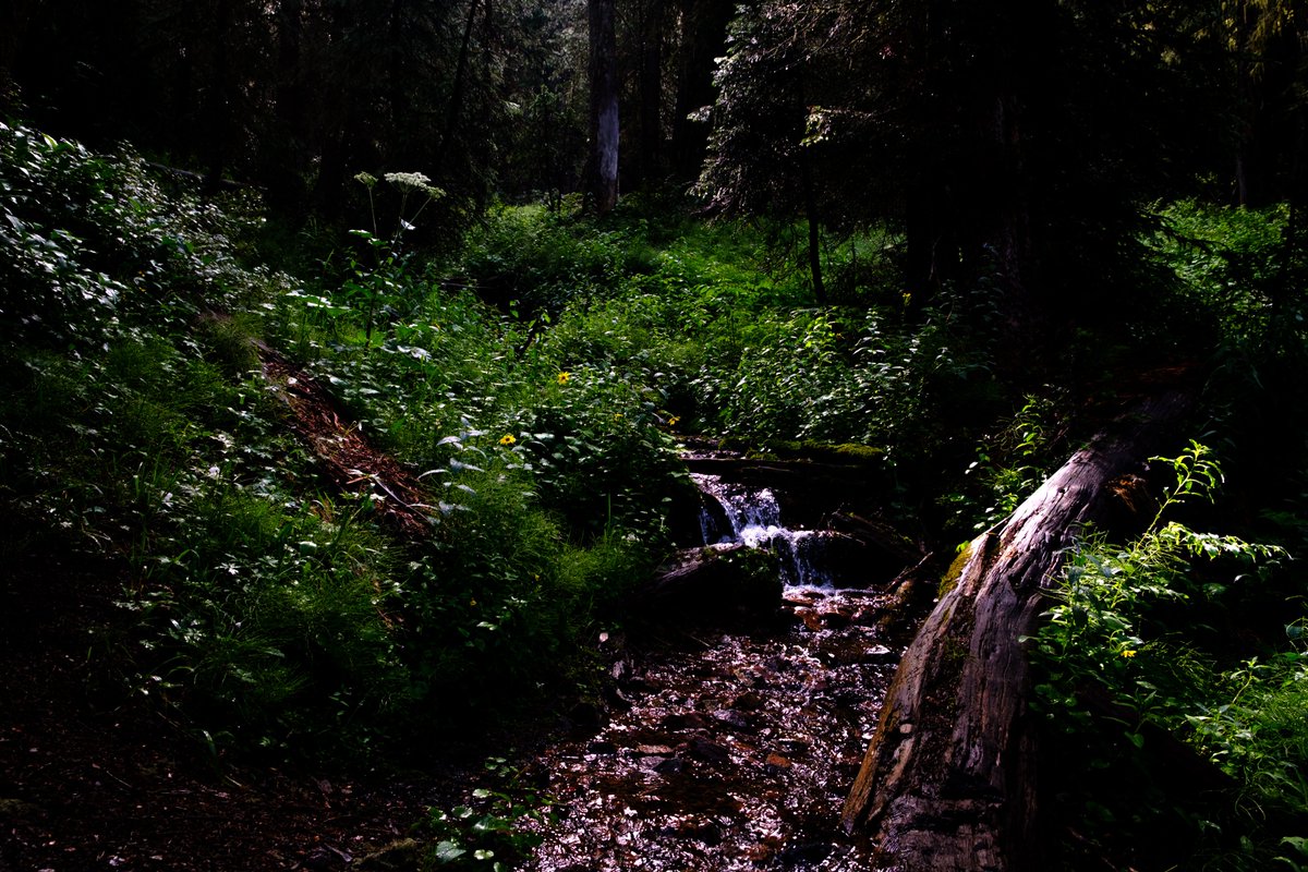 knowinglee's tweet photo. The light creeps in. #photography #woods #backpacking https://t.co/eMppEdRKyA