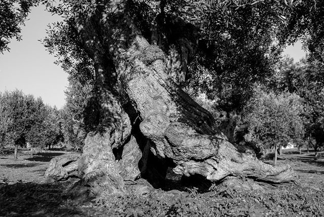 sdrclm's tweet photo. Hurricane.⠀⠀⠀⠀⠀⠀⠀⠀⠀
.⠀⠀⠀⠀⠀⠀⠀⠀⠀
.⠀⠀⠀⠀⠀⠀⠀⠀⠀
#blackandwhite #time #trees #instatrees #sun #italy #italia #bluesky #green #mediterranean #silence #peace #morning #mattino #peace #climate #nature #land #oil #food #twitter https://t.co/hkUaRa3auv