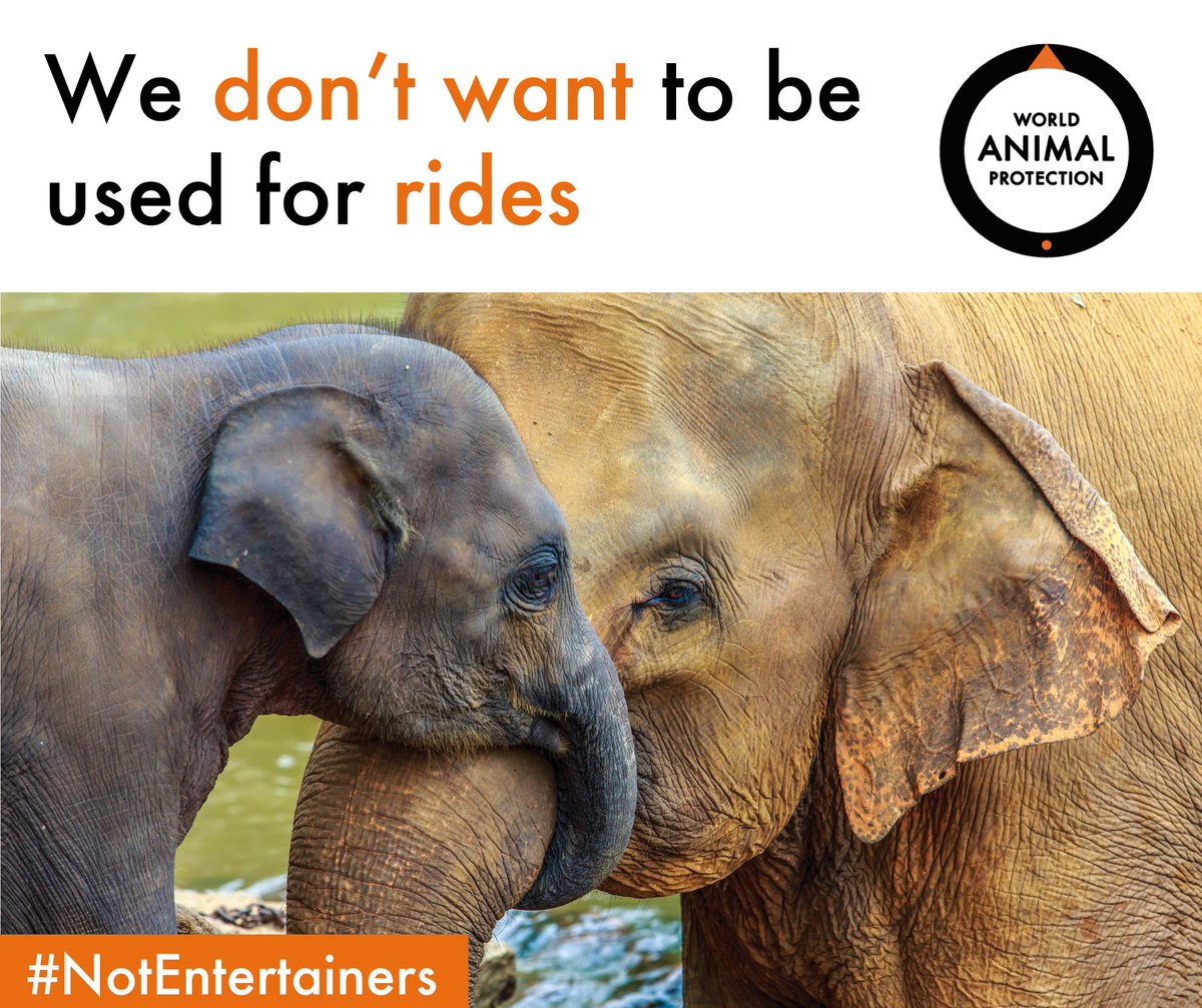 MoveTheWorldIN's tweet photo. 102 elephants are being forced to give tourists rides at Amer Fort, India. 19 are blind, 10 have tuberculosis – all are suffering. Tell the government of #Rajasthan to end this cycle of cruelty.
#NoPrideInElephantRide #AmerFort #Jaipur #wildlife 
https://t.co/qt0CCncuXB https://t.co/iIfV7zFpef