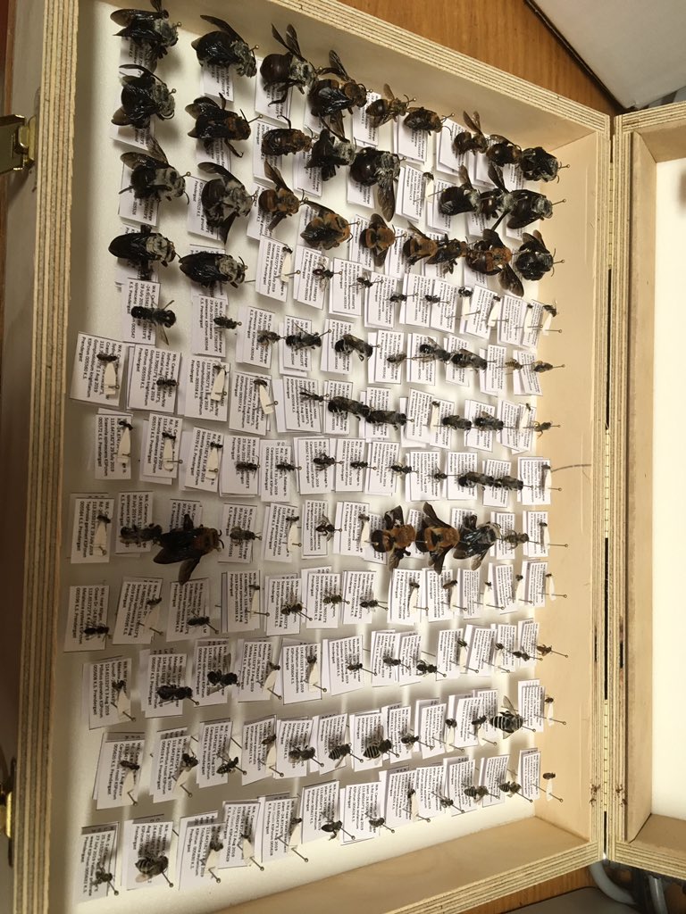 BeeBabette's tweet photo. #bees from #southwest #westernaustralia pinned, labelled and to be #DNA #barcoded for #BOLD . #nativebees #entomology #database #BarcodeofLife #ozpollinators #biodiversity https://t.co/Af3lI2gZxd
