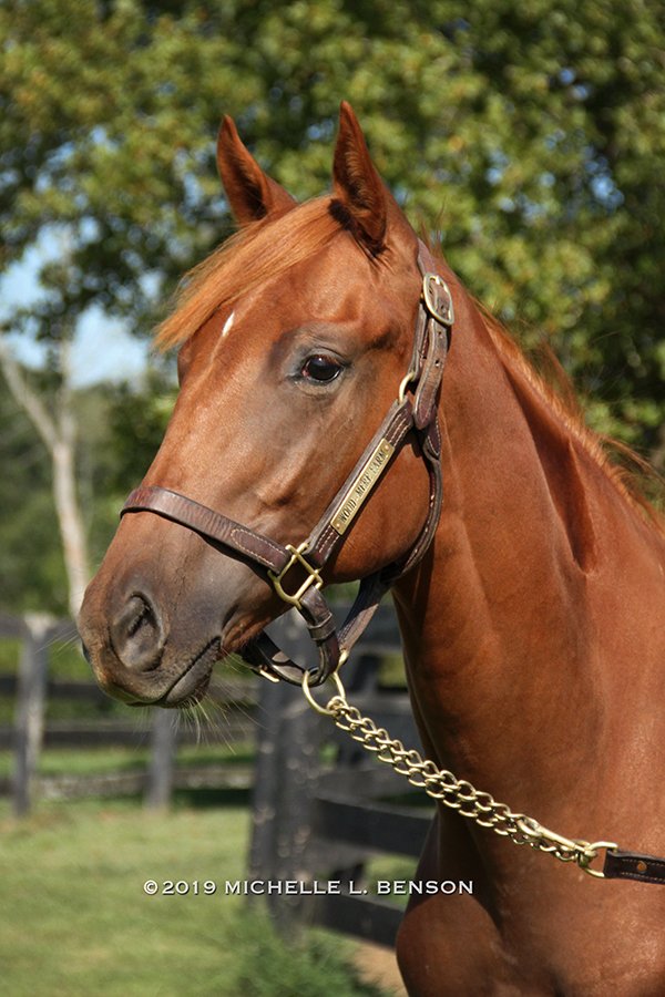 WoodMereFarm's tweet photo. #Hip25 at the Sept. 8 MTA Yearling Sale @CanterburyPark is this beautiful @minnesotabred filly by @coolmoreamerica's Fusaichi Pegasus o/o Goldway, a multiple stakes placed earner of over $300k. Read more at https://t.co/bUP3axkMWv - #WMFSalePrep 📷: @benzomichelle https://t.co/vplyOffBJc