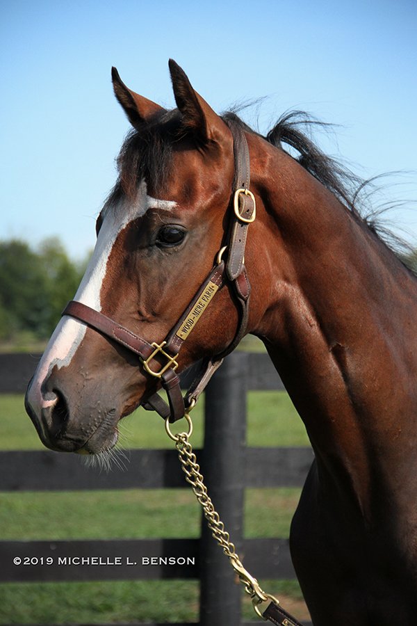 WoodMereFarm's tweet photo. #Hip34 at the Sept. 8 MTA Yearling Sale @CanterburyPark is this stunning @minnesotabred gelding by @Gainesway's Tapizar o/o Magic Show. He's a half brother to grade 1 placed You Know I Know ($503,032). Read more at https://t.co/bUP3axkMWv - #WMFSalePrep 📷: @benzomichelle https://t.co/gwWdlZJleS