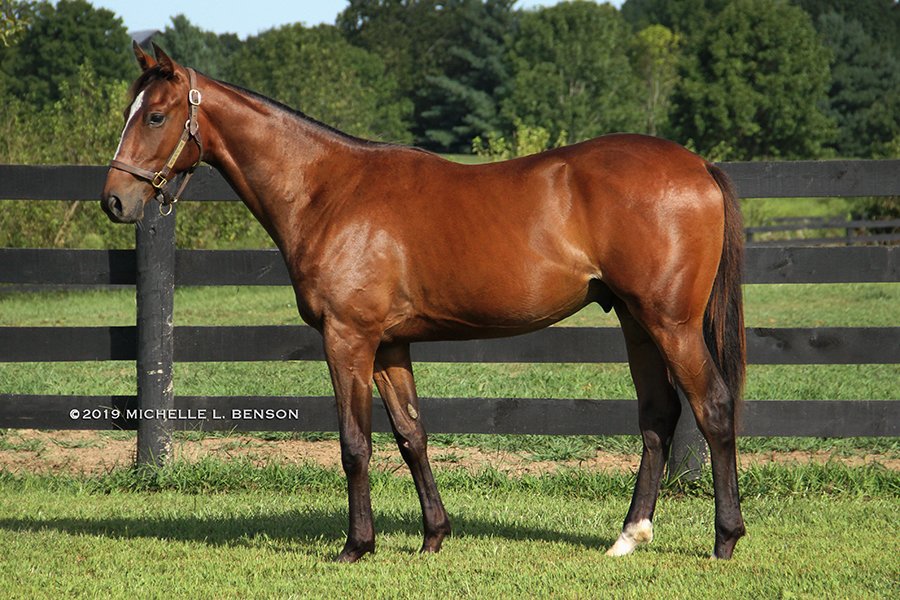 WoodMereFarm's tweet photo. #Hip46 at the Sept. 8 MTA Yearling Sale @CanterburyPark is this handsome @minnesotabred gelding by Revolutionary o/o Se Bella. He's a half brother to two stakes horses incl. Belle Tapisserie ($151,112). Read more at https://t.co/bUP3axkMWv - #WMFSalePrep 📷: @benzomichelle https://t.co/Df1wIaFaPd