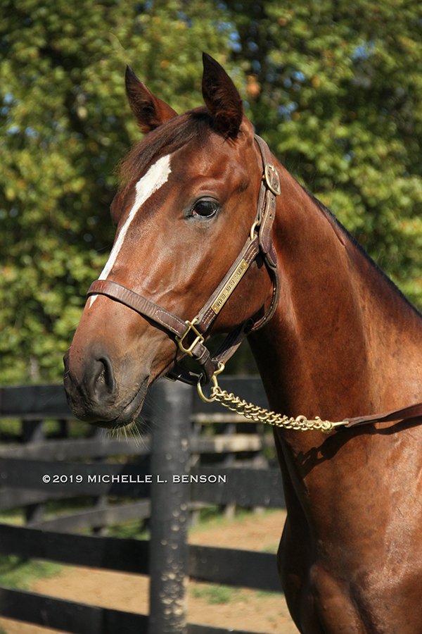 WoodMereFarm's tweet photo. #Hip46 at the Sept. 8 MTA Yearling Sale @CanterburyPark is this handsome @minnesotabred gelding by Revolutionary o/o Se Bella. He's a half brother to two stakes horses incl. Belle Tapisserie ($151,112). Read more at https://t.co/bUP3axkMWv - #WMFSalePrep 📷: @benzomichelle https://t.co/Df1wIaFaPd