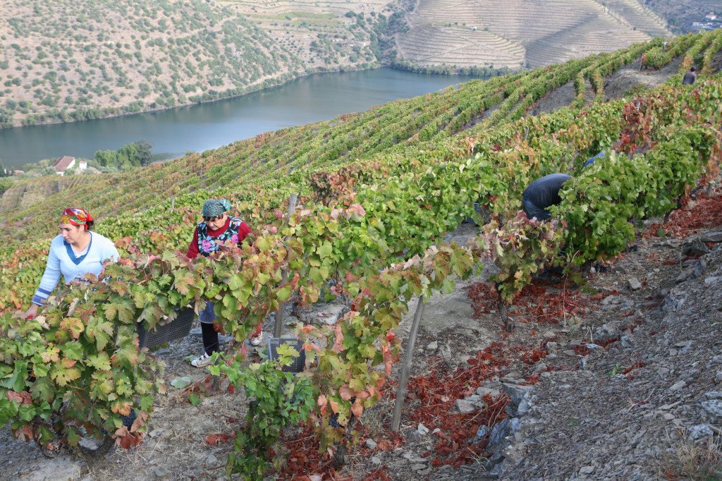 JorgeCarmo9's tweet photo. #wine #Portugal #Sustainability 🇵🇹🍇🍷 How Portugal Became the Epicenter of Sustainability for the Wine Industry. Starting with the Porto Protocol, a commitment to action by members of the wine industry. ➡️ https://t.co/dGdHAjjggF https://t.co/O0eiXx4St6