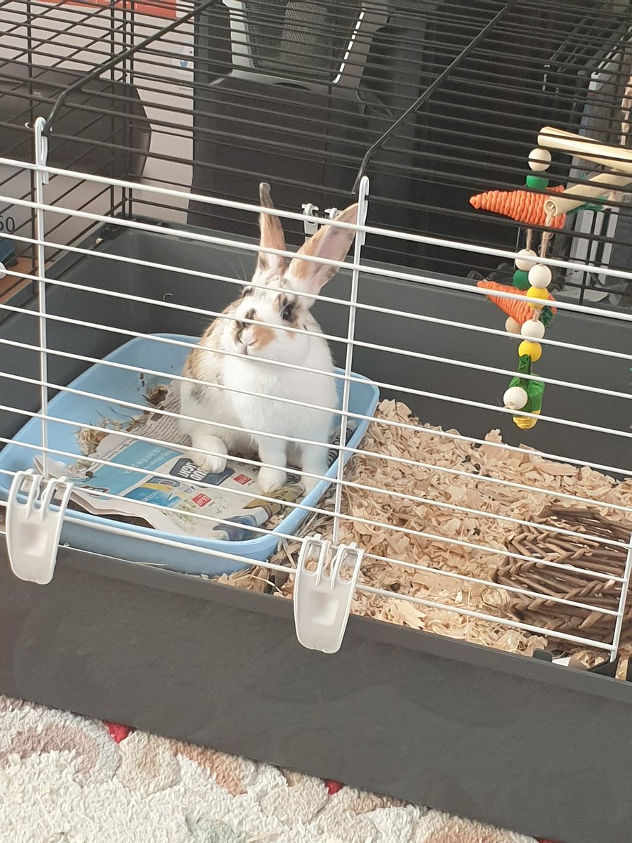 Ayame1989's tweet photo. Everyone say hi to my newest fur baby Pepper! Ill try and get some better pictures of her. #newedtion #calicobunny https://t.co/dhSlG1r9hT