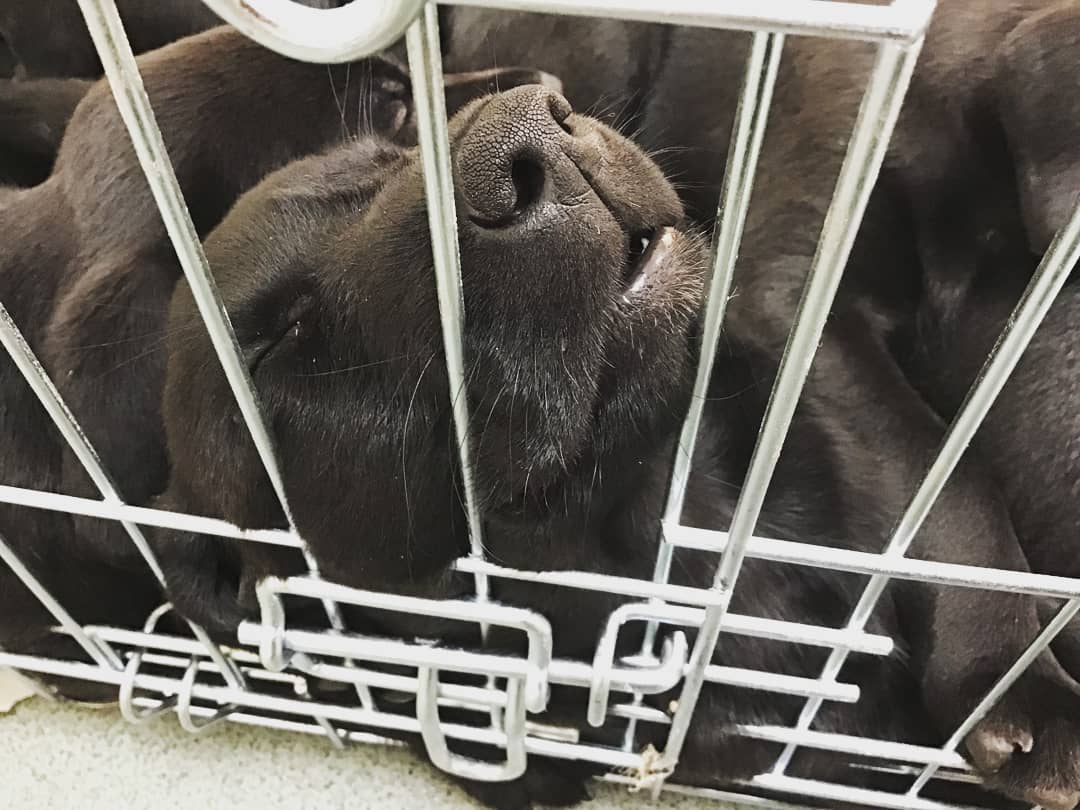 avonvalevets's tweet photo. Sometimes we have the best job in the world!!🌎
This litter of Labrador pups came in to be fitted with microchips and found the whole experience so exciting they all  zonked out afterwards!
#avonvalevets #avonvale #labrador #puppies https://t.co/aJhsJutEBd