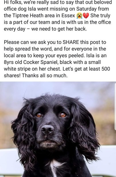 small black cocker spaniel