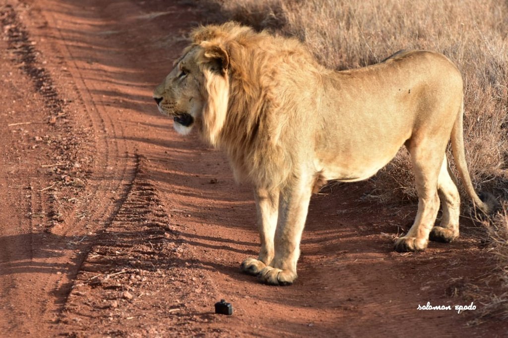 LionLandscapes's tweet photo. Stop the Loss
Lions are in crisis—half of all wild lions have been lost in the past 25 years with as few as 20,000 remaining in Africa. When we work together, lion recovery is possible. #liondeclarations #lionrecovery

Photograph by Solomon Epodo on @lewa_wildlife https://t.co/T3rTaBoSfm