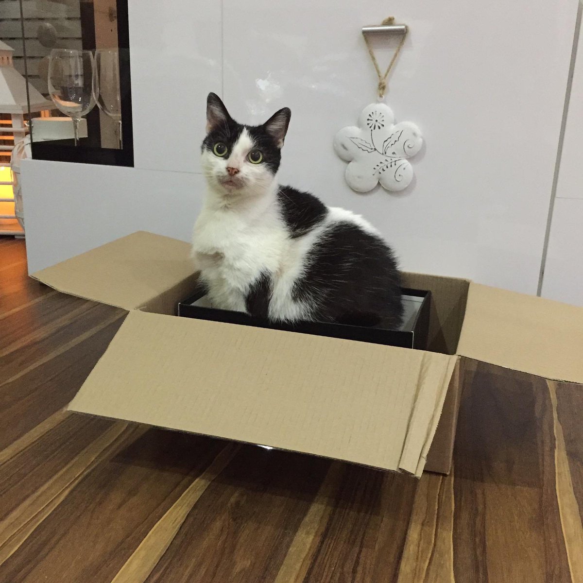 Dipfelle's tweet photo. Warum ausgerechnet du? 😭💔 ich vermisse dich jetzt schon! 28.07.2010-19.08.2019 https://t.co/fq3y3kmMbs