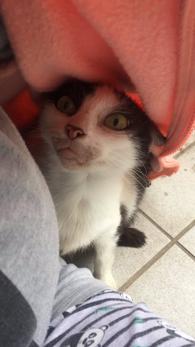 Dipfelle's tweet photo. Warum ausgerechnet du? 😭💔 ich vermisse dich jetzt schon! 28.07.2010-19.08.2019 https://t.co/fq3y3kmMbs