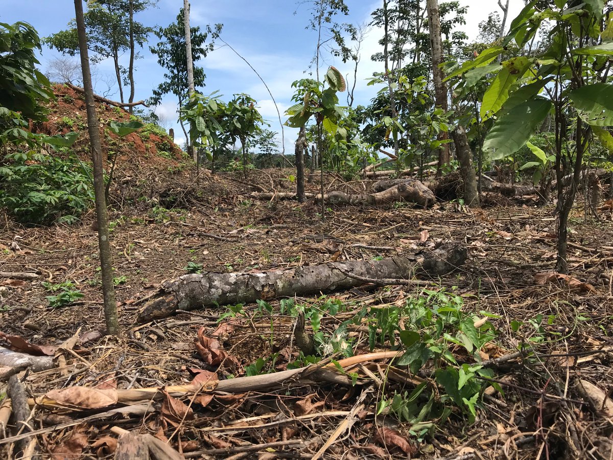 Geekinitci's tweet photo. Selon le DG de la @sodeforci « La #déforestation observée en #civ  est l’une des plus fortes au monde … que le langage change désormais pour dire qu’en 2020 nous sommes à 15% de couverture forestière…».
(Sce: https://t.co/Wiwvjf9E6E)
@StandMighty @Fern_NGO @Gouvci @Greenpeace https://t.co/nOUREC6gAv