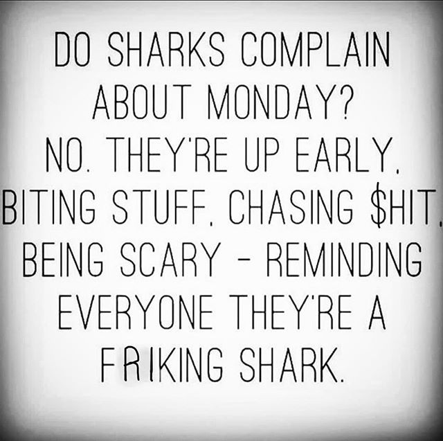 Need I explain more? Now go put your shark pants on and chase the day! 
#gogetem #sharkbite #sharkshit #motivation #hungry #frickinlaseronthefrickinsharkshead ift.tt/2Z3HwWT
