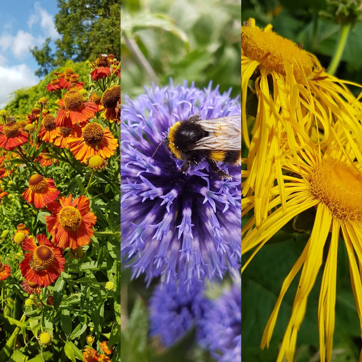 PlantFairs_com's tweet photo. Need some new autumn perennials? Come along to Midney Gardens and Nurseries Somerton on 1st September to stock up! Veg plants, plant supports oh plus scrumptious cake in the Tea room! 
£3 entry to plant fair reduced price on garden tickets 1-4pm TA11 7HR https://t.co/QiZEMibKLV