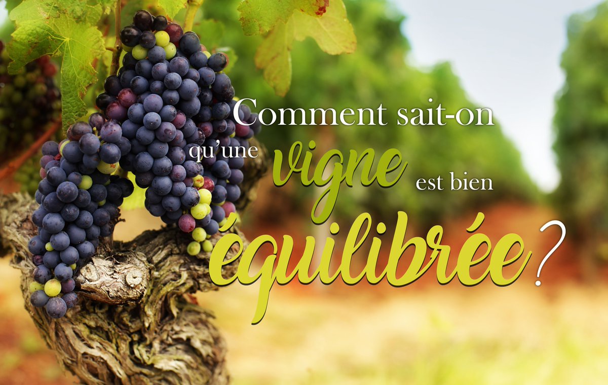 Aujourd'hui, <a href="/toutlevin/">Toutlevin & PLUS</a> vous propose un article de <a href="/lawineista/">La WINEista</a> afin de connaître les critères principaux d'une vigne équilibrée 🧐
👉 bit.ly/2YULArB
#winemorning