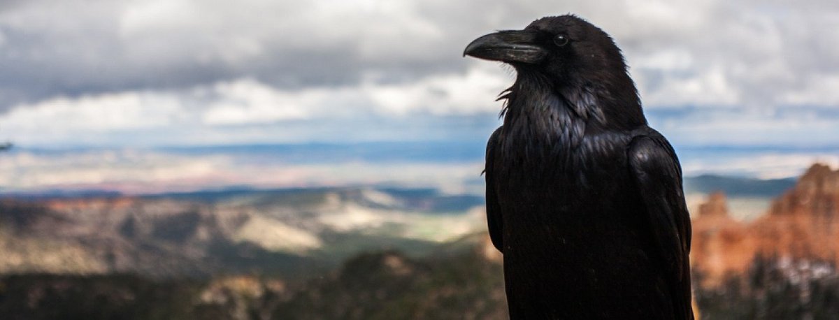 SaltoBz's tweet image. Toni #Ebner alias „krah“ hat am Samstag Landeshauptmann 
@ArnoKompatscher zusammengeputzt wie einen Schulbuben. Was Ebners Zeitungen nicht schreiben, darf nicht sein.
bit.ly/2NdUVo4