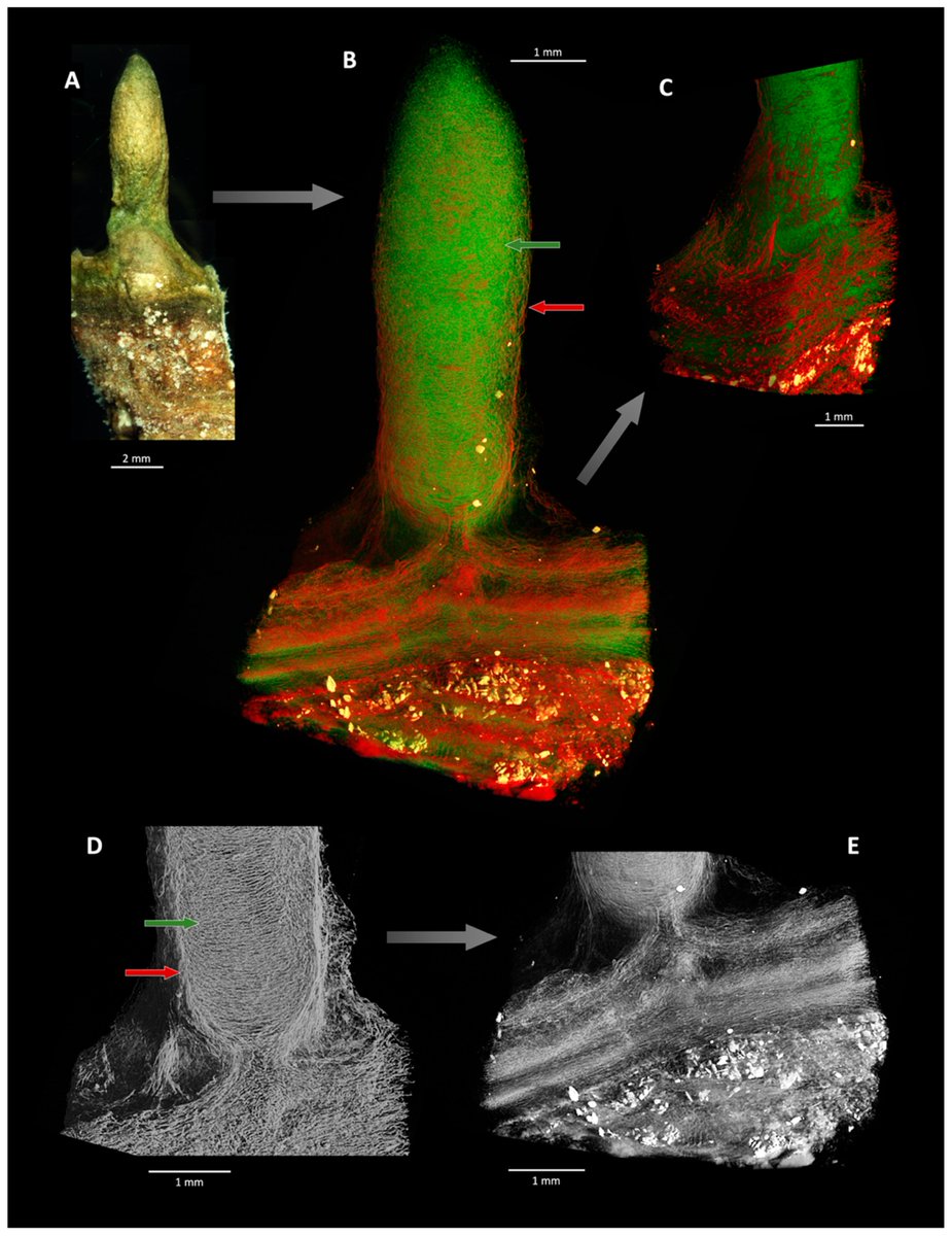 Geosciences_OA's tweet photo. Mechanistic Morphogenesis of Organo-Sedimentary Structures Growing Under Geochemically Stressed Conditions: Keystone to Proving the Biogenicity of Some Archaean Stromatolites? 
👉https://t.co/Ty3pA1qHN3
#microbial_mat; #stromatolite; #Archaean; #early_life https://t.co/oEeqCyddSu