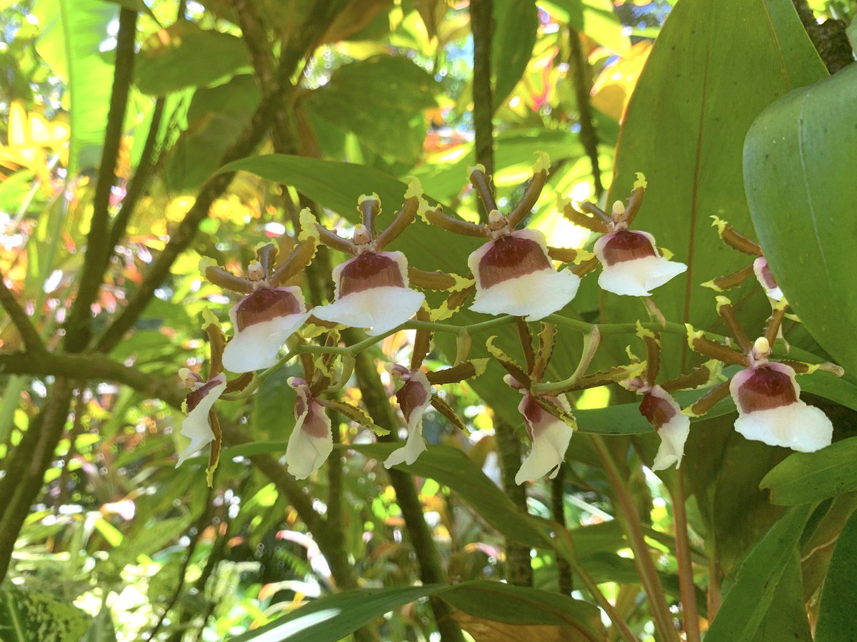 So many different kinds of orchids. These look like little creatures with their arms up. #hawaiitropicalbotanicalgarden #orchids #gohawaii #lethawaiihappen htbg.com