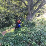 Photo by Brownberrie Tree Services (@BrownberrieTree)
