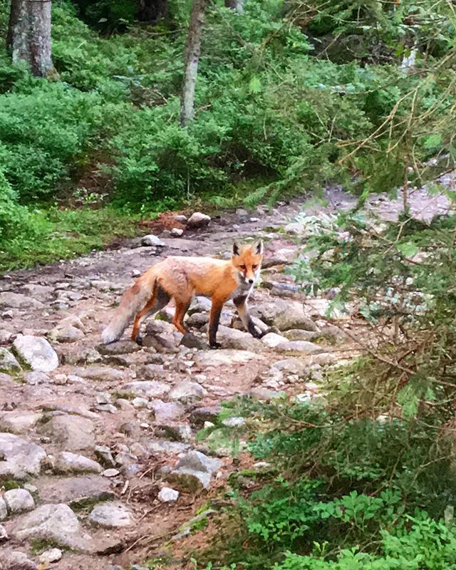 malgon007's tweet photo. Long weekend is over but what we've experienced is ours 🙏🏻 #biegultragraniatatr #bugt #fox #tatra #tatramountains #volounteer #volunteering #mountains #highmountains #adventure #onmyway #travel #travelling #nature #tatry #góry #bieganie #biegaczka #lis #wolontariat #longweek… https://t.co/v02T2fK4xO