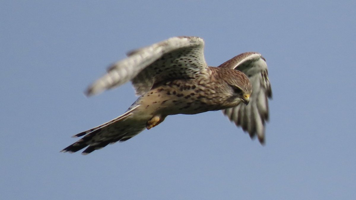 De werkzaamheden in het #ZaanseRietveld worden nauwlettend in de gaten gehouden door een torenvalkje. #GroeneHart fotoPBroere
