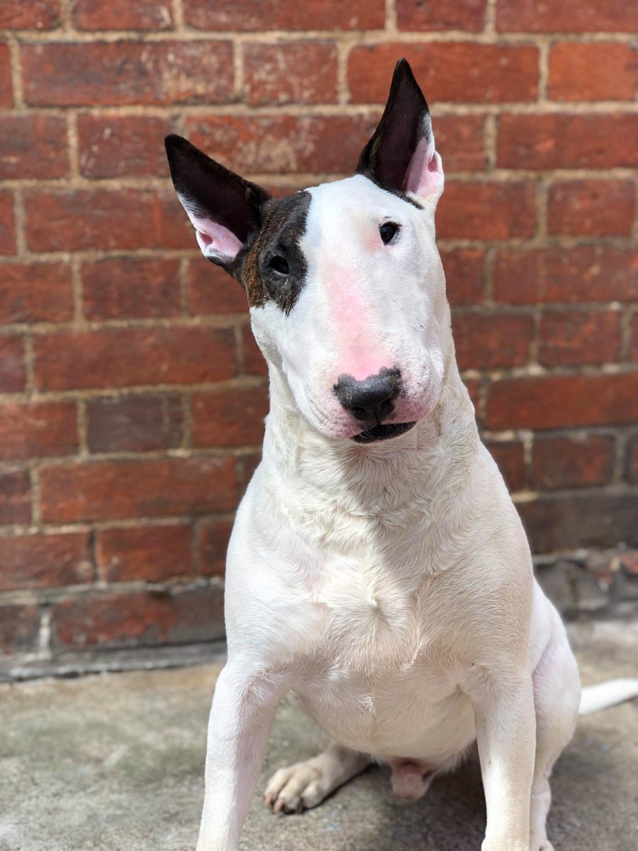Bedford Marianettes (@bmarianettes) on Twitter photo We are so pleased to have Hugo join us on stage this October as Bullseye in Oliver!
50p per ticket sold will be donated to bull terrier rescue <a href="/bedsforbullies/">Liz Haslam</a>
ticketsource.co.uk/marianettes We are so pleased to have Hugo join us on stage this October as Bullseye in Oliver!
50p per ticket sold will be donated to bull terrier rescue <a href="/bedsforbullies/">Liz Haslam</a>
ticketsource.co.uk/marianettes
