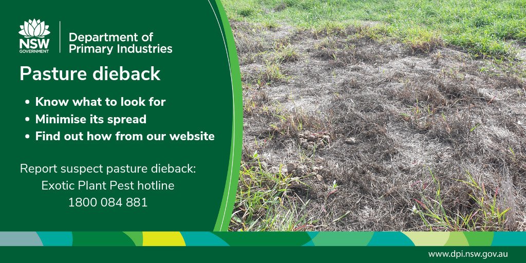 Could you identify pasture dieback in summer growing grasses? Find how to look out for dieback at #AgQuip, site E-F /16-17 August 20, 21 & 22 @NSWDPI_AGRONOMY