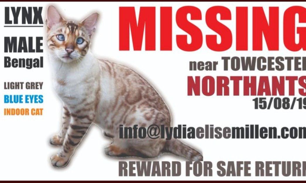 MissingPetsGB's tweet photo. 🐱 STILL #MISSING FROM STOKE BRUERNE NEAR #TOWCESTER *LYNX* BENGAL CAT WITH BLUE EYES, A LITTLE KINK AT THE END  OF HIS TAIL WHEN YOU FEEL IT HE ALSO HAS A CROSSED LEFT EYE AS YOU ARE FACING HIM. He’s two years please email info@lydiaelisemillen.com with any info 💔 https://t.co/QaH964J3Xj