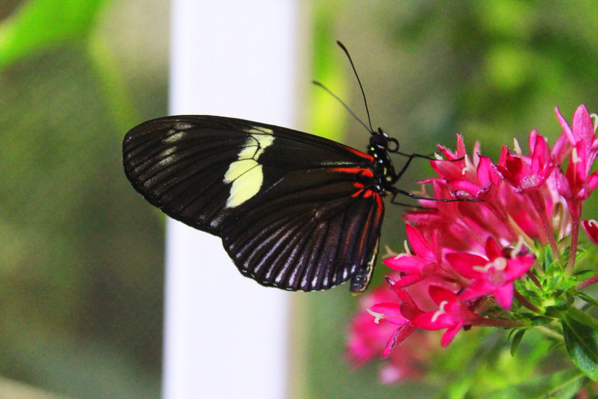 Dubai Butterfly Garden On Twitter Get To Know Me I Am Heliconius