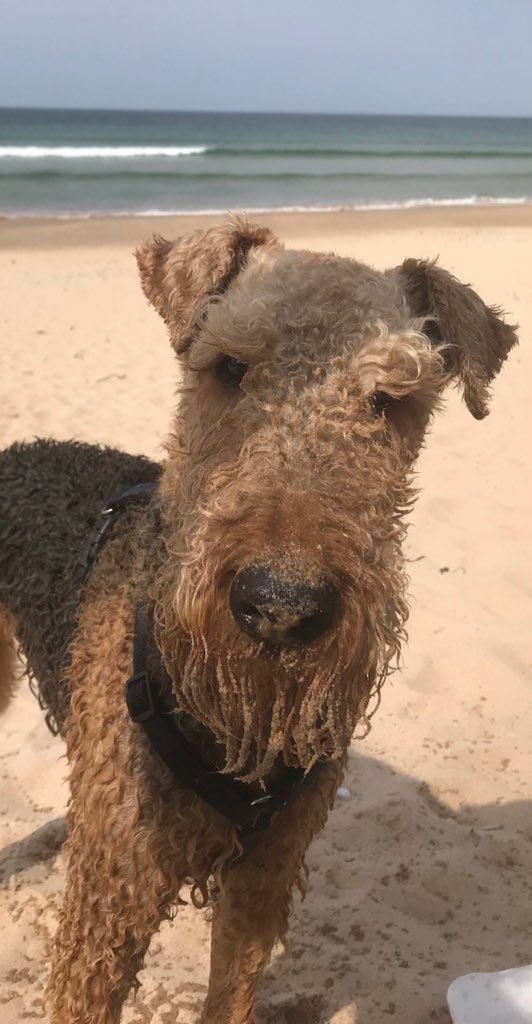 Reggie and Fred (OTRB)🌈The Airedales tweet media