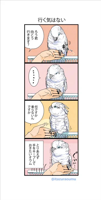 用はなくともそばに居て欲しいオウムごころ 